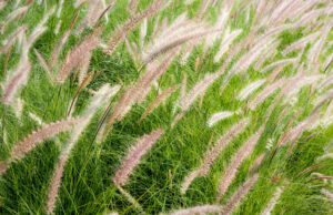 landscaping companies in dubai