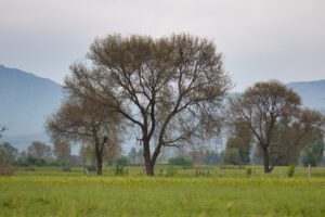 landscaping companies in dubai