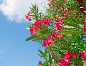 landscaping companies in dubai