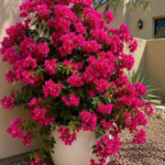 Bougainvillea