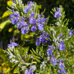 Rosemary