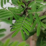 Ghaf Tree (Prosopis cineraria)