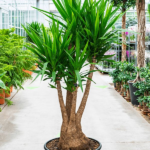 Yucca