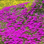 Ice Plant (Delosperma)