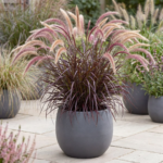 Fountain Grass