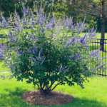 Vitex (Lilac Chaste Tree)